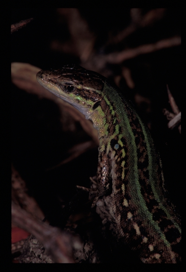 m� che vole questo