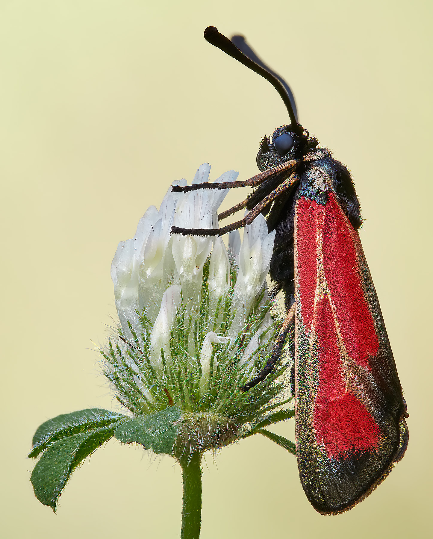 Zygaena purpuralis