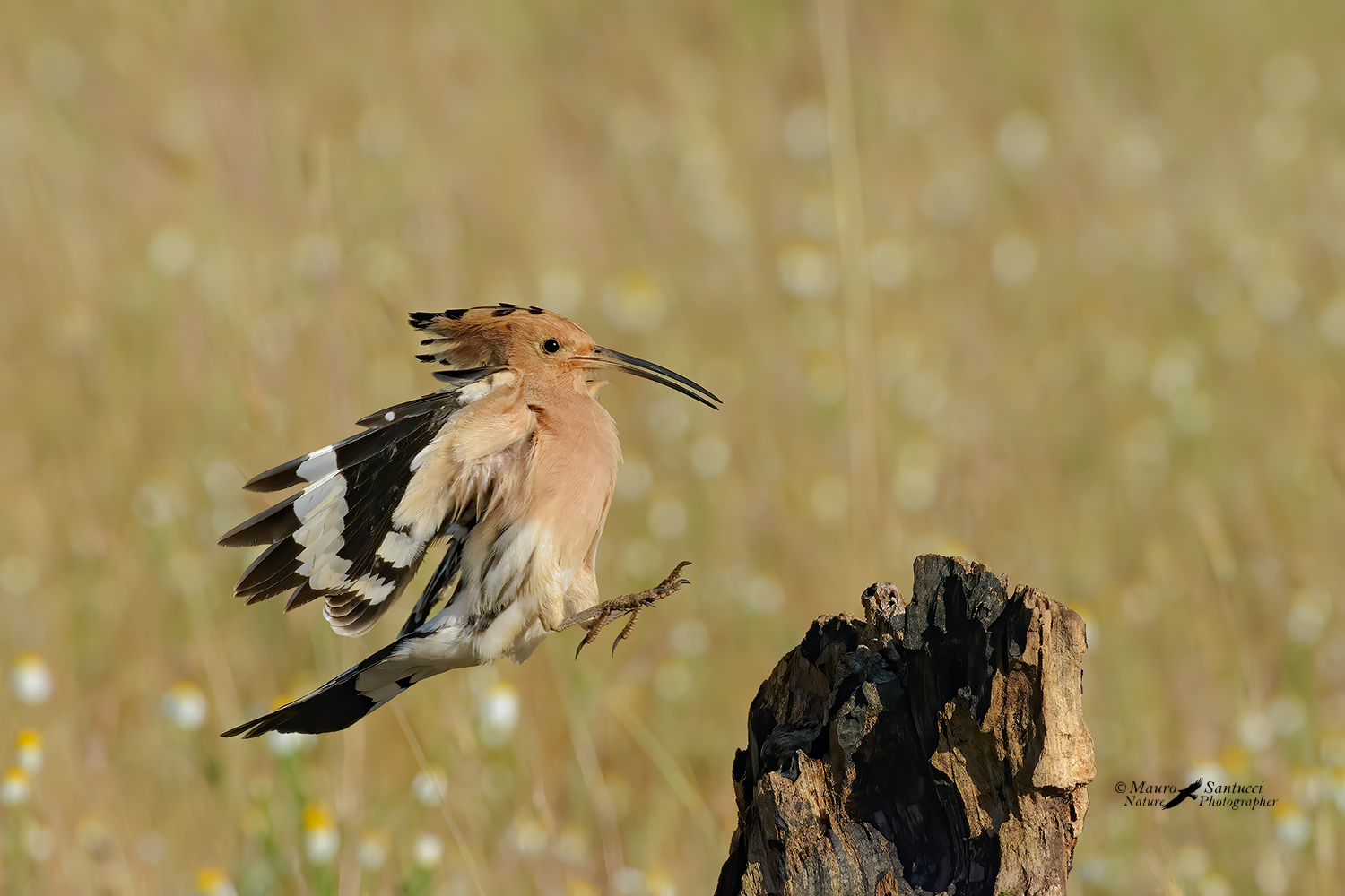 L'arrivo-dell'Upupa_DSC5728