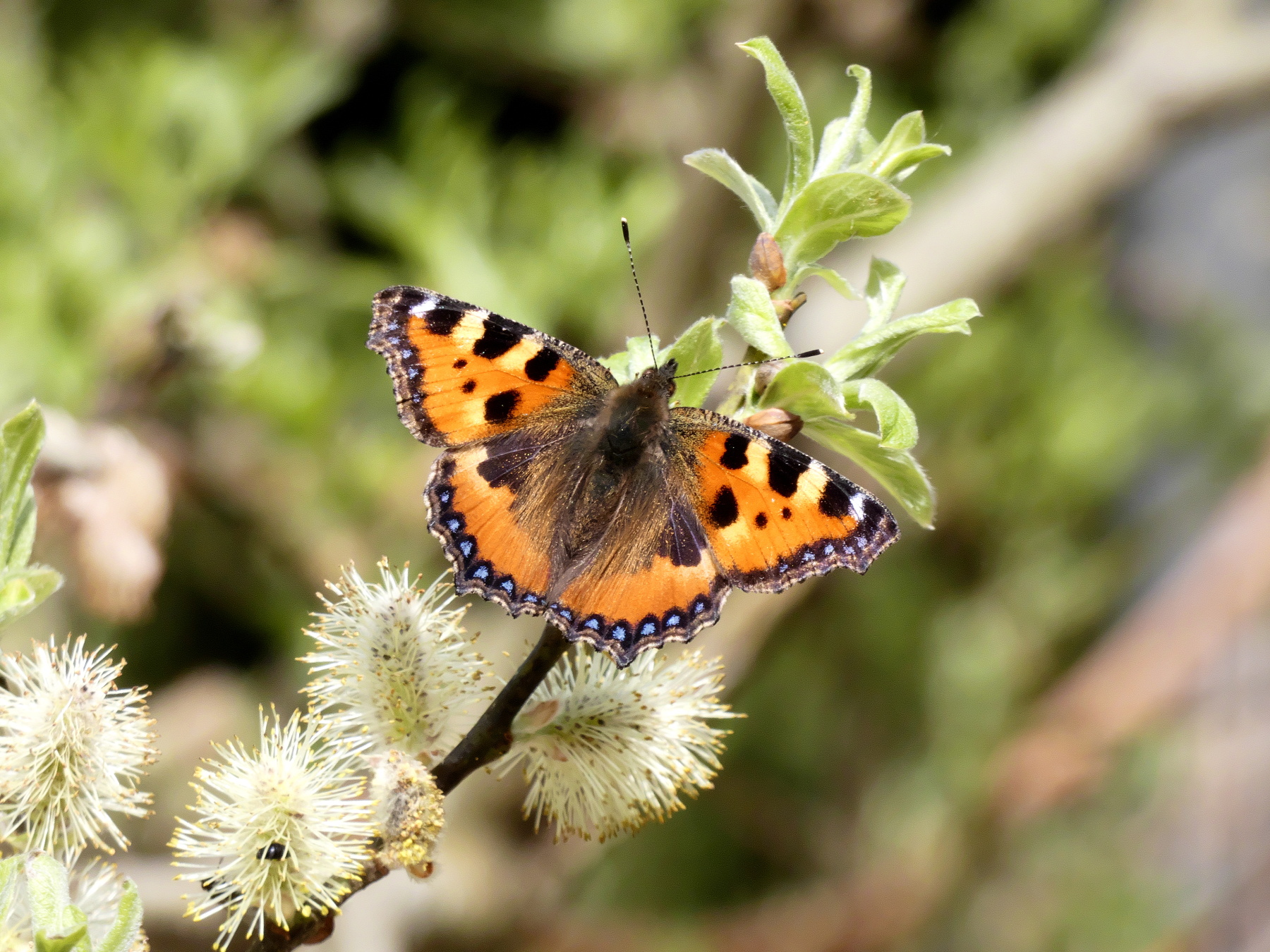Farfalla al primo sole