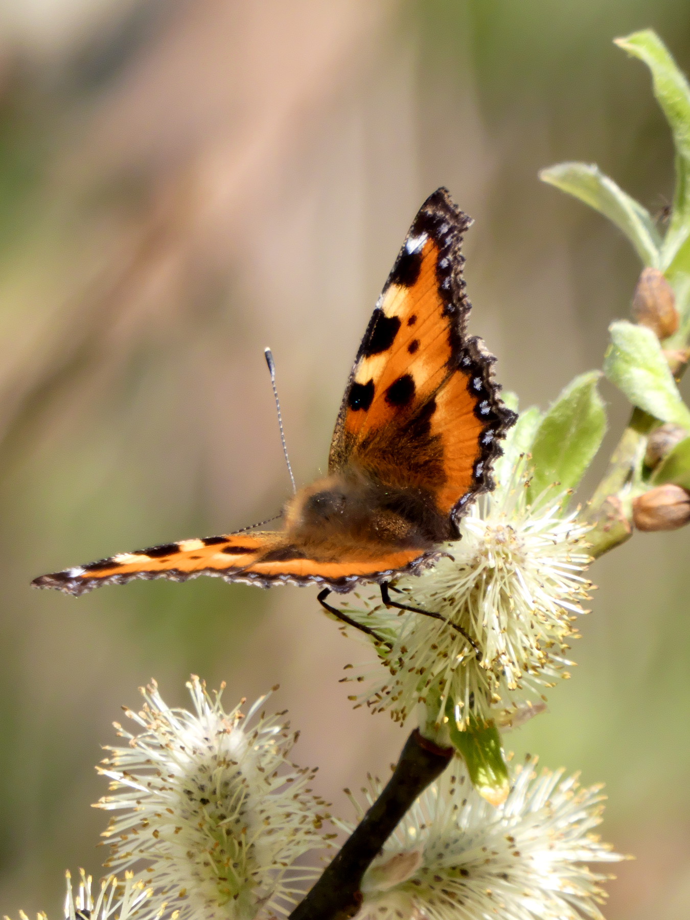 Farfalla al primo sole