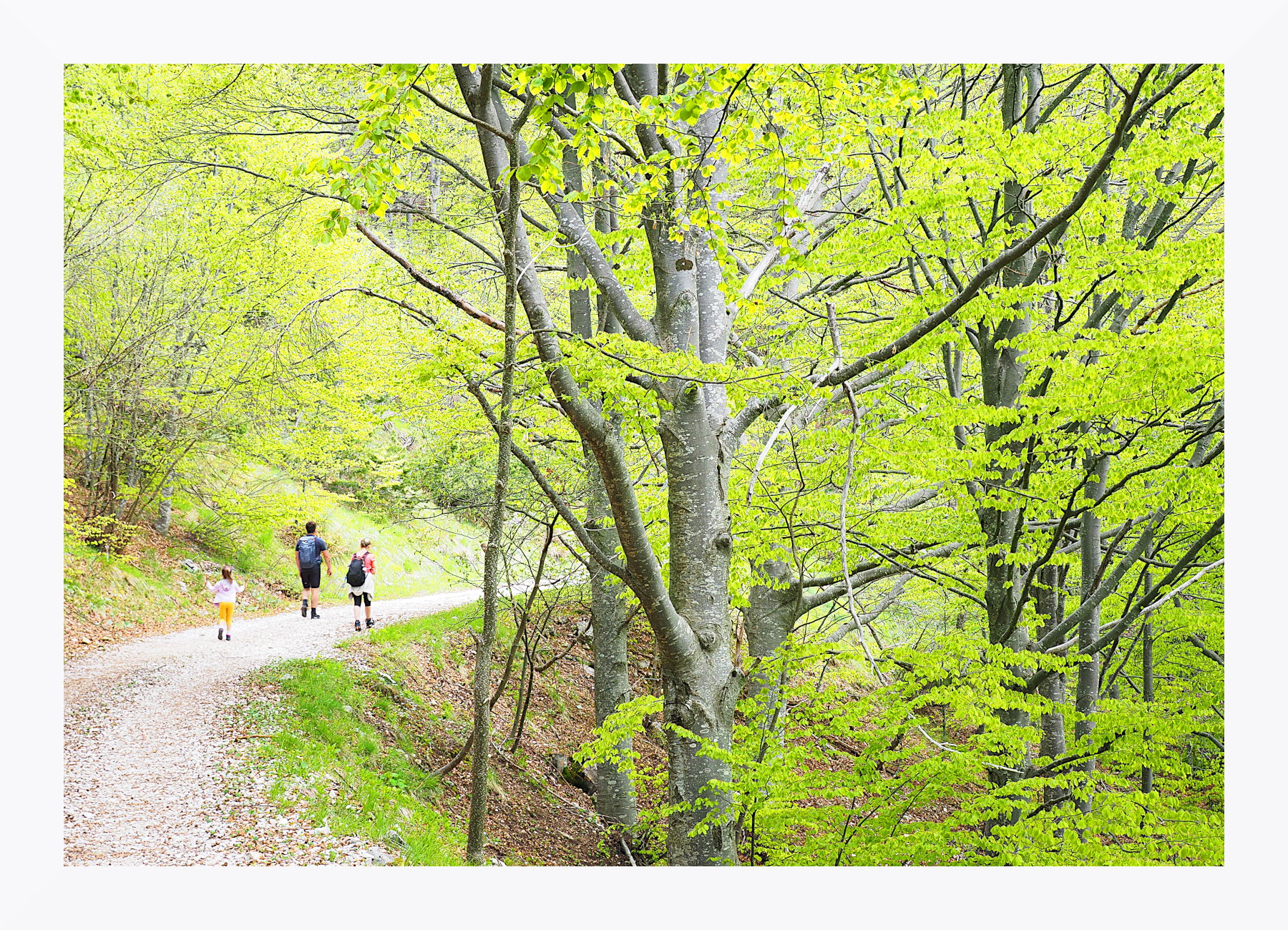 Passeggiando nel bosco di maggio