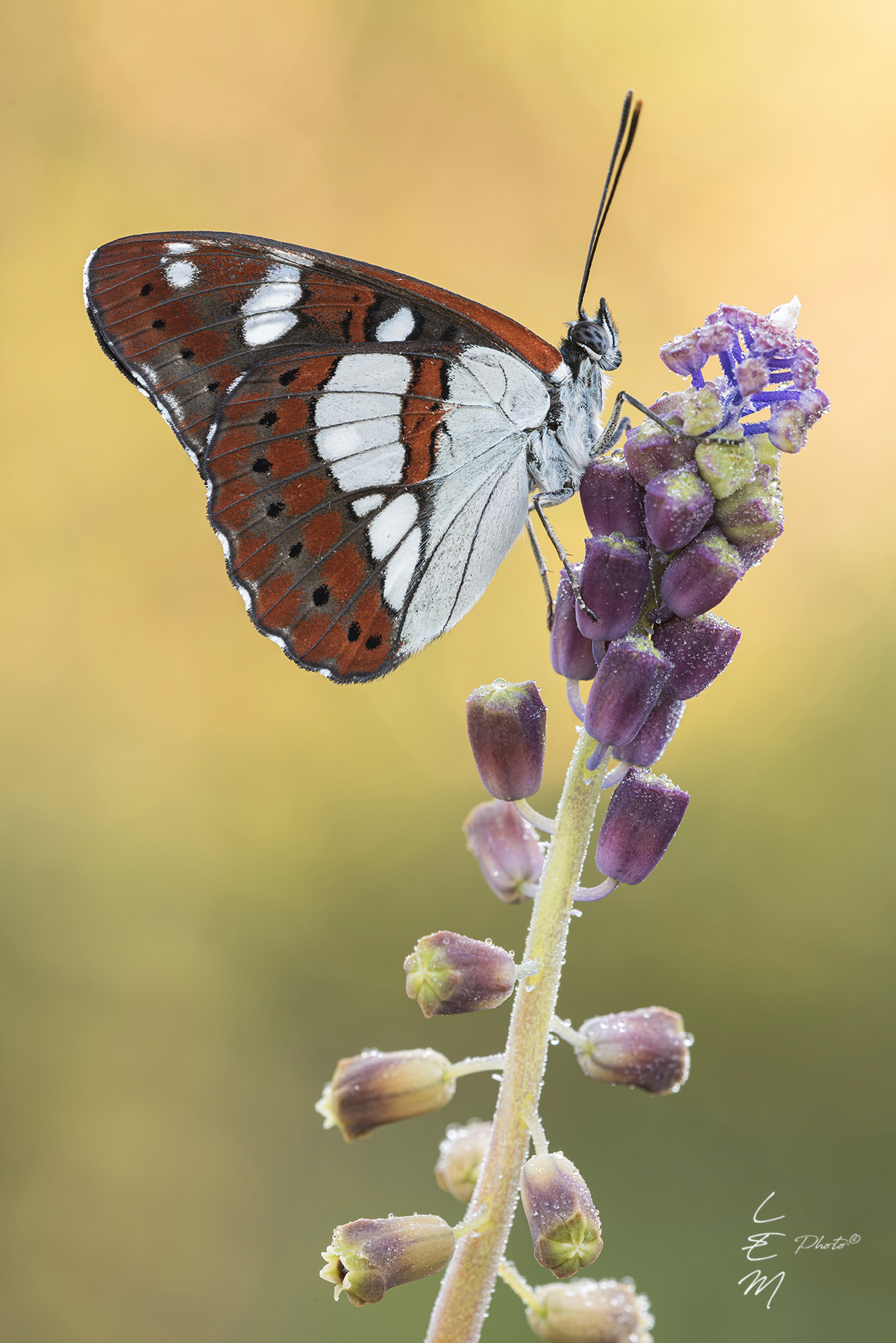Limenitis reducta (Staudinger, 1901)