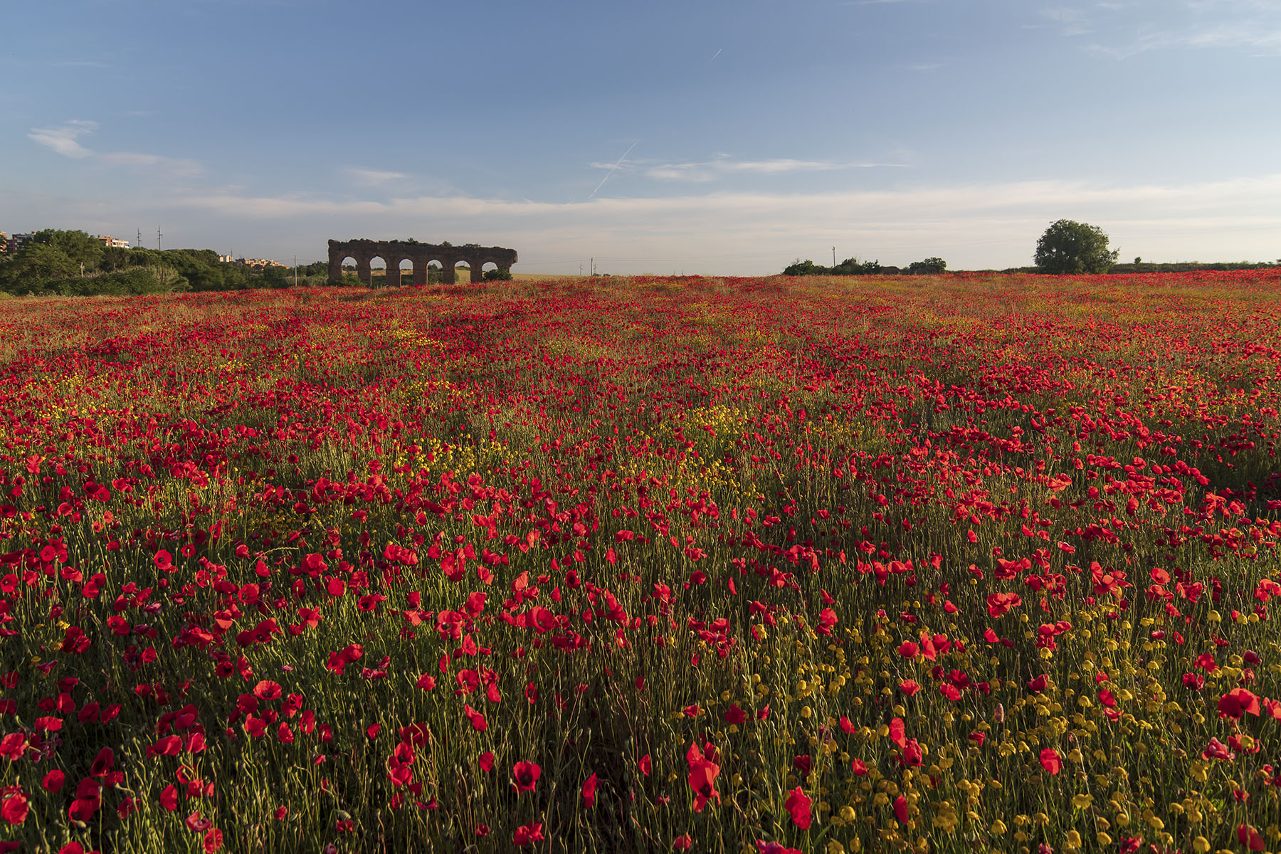 Papaveri_TorTreTeste_RM_Giu21