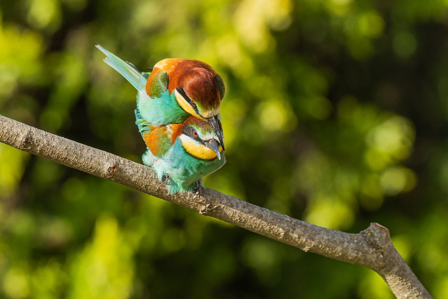 accoppiamento gruccioni