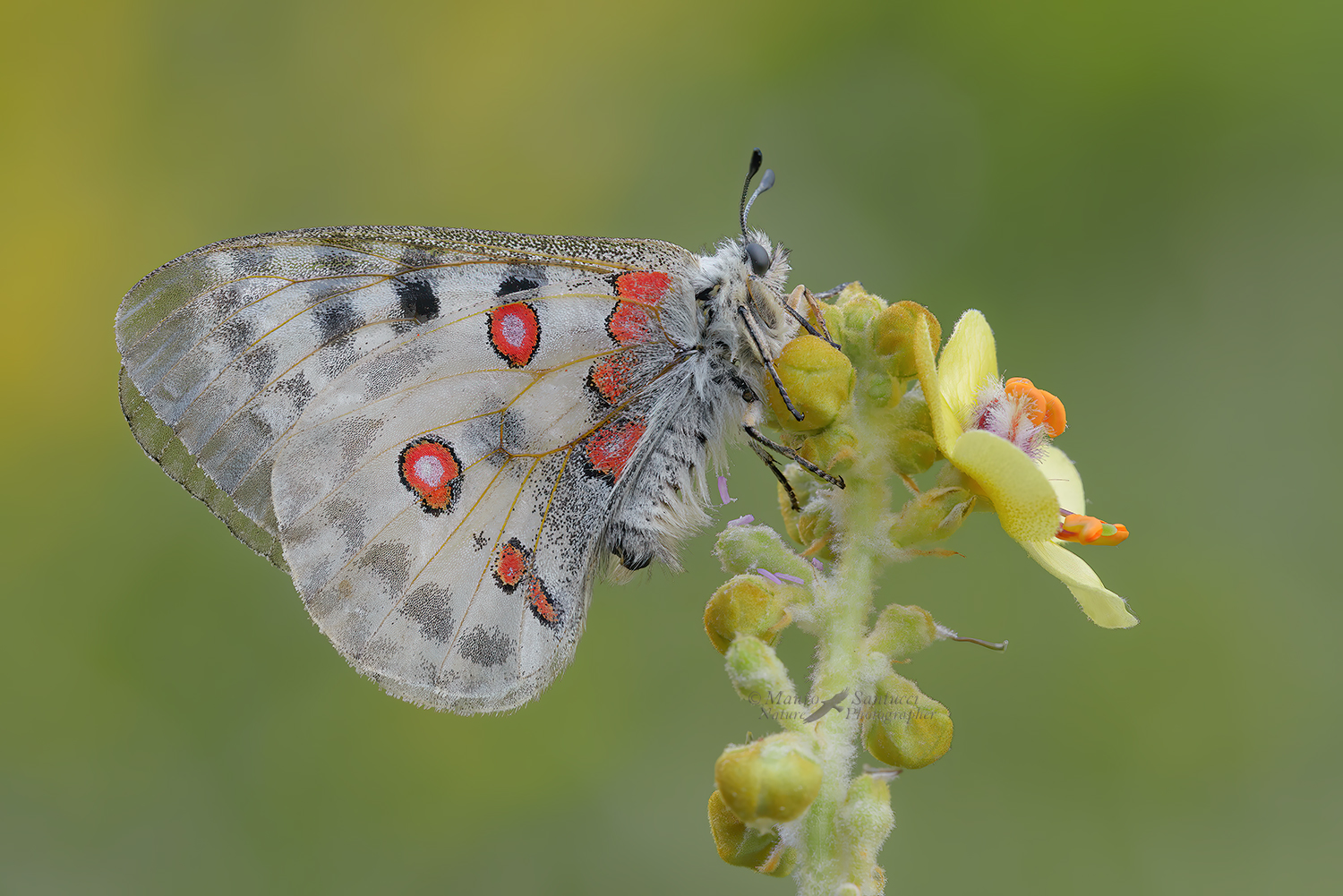 Parnassius-Apollo_DSC8305