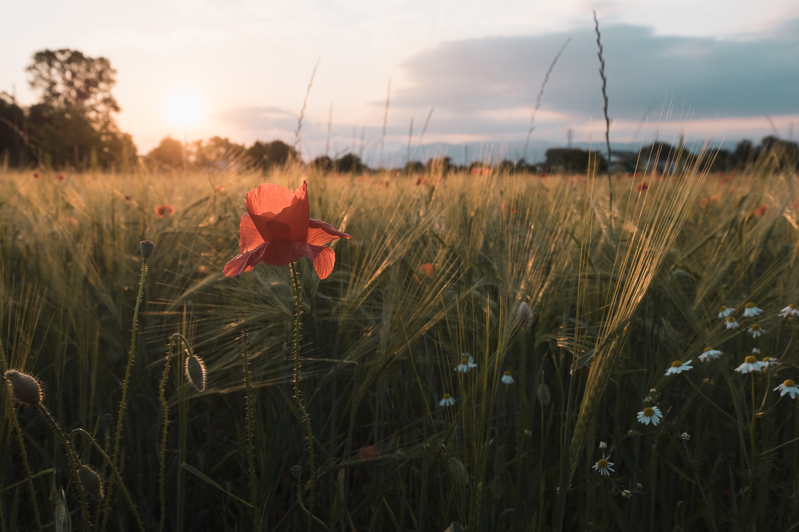 Clich� di primavera