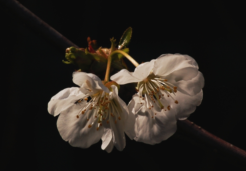 Ciliegio: prove di primavera