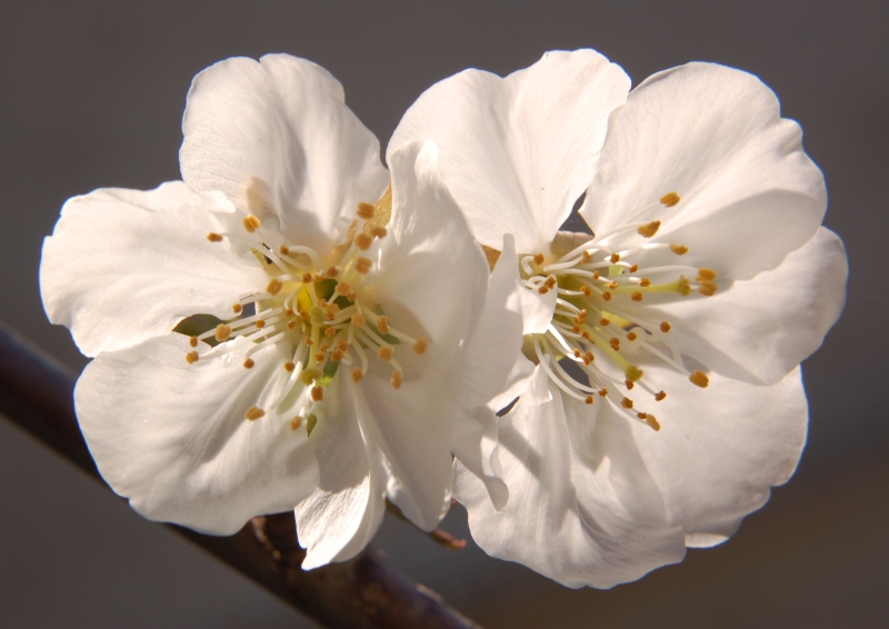 Ciliegio 2: prove di primavera