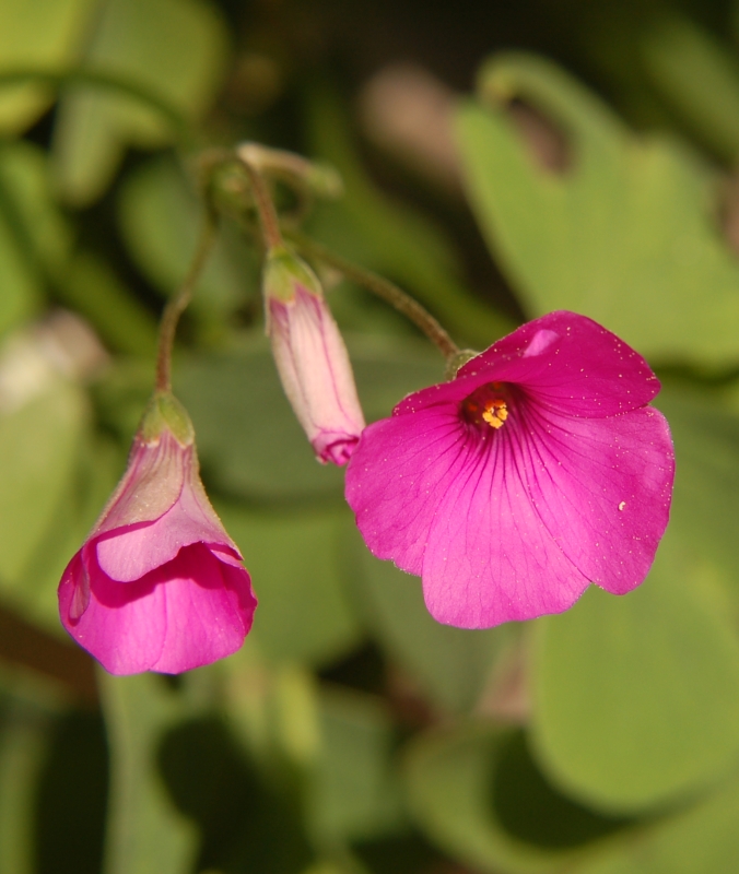 Fiore: prove di primavera