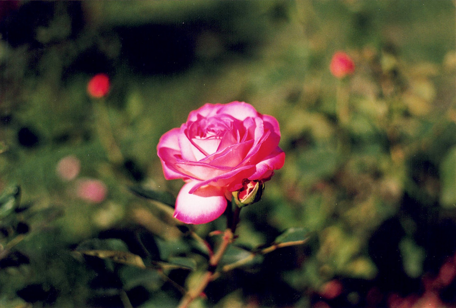 Rosa 1991