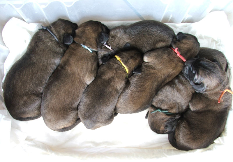 tutti insieme appassionatamente