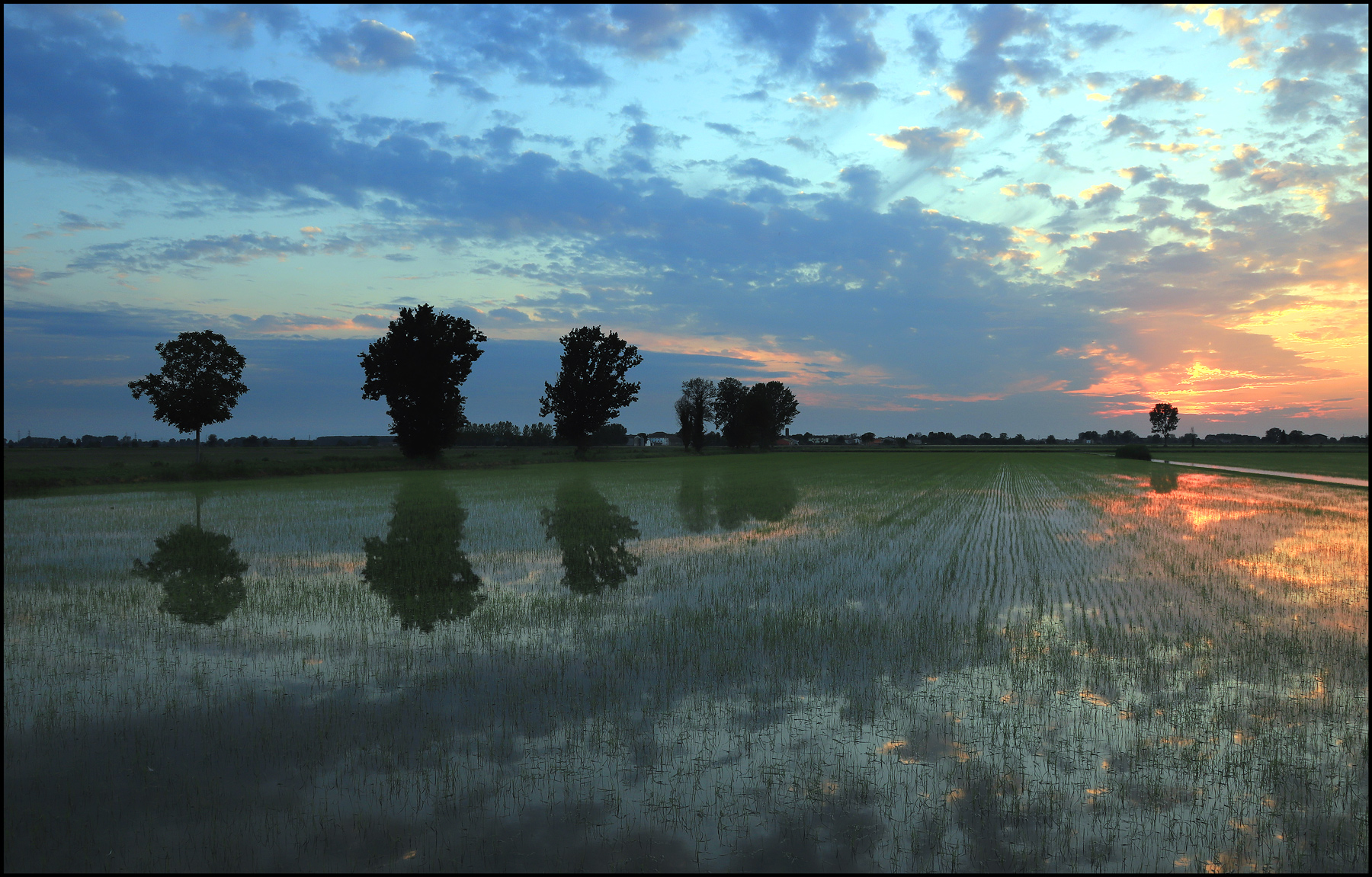 una sera in risaia...