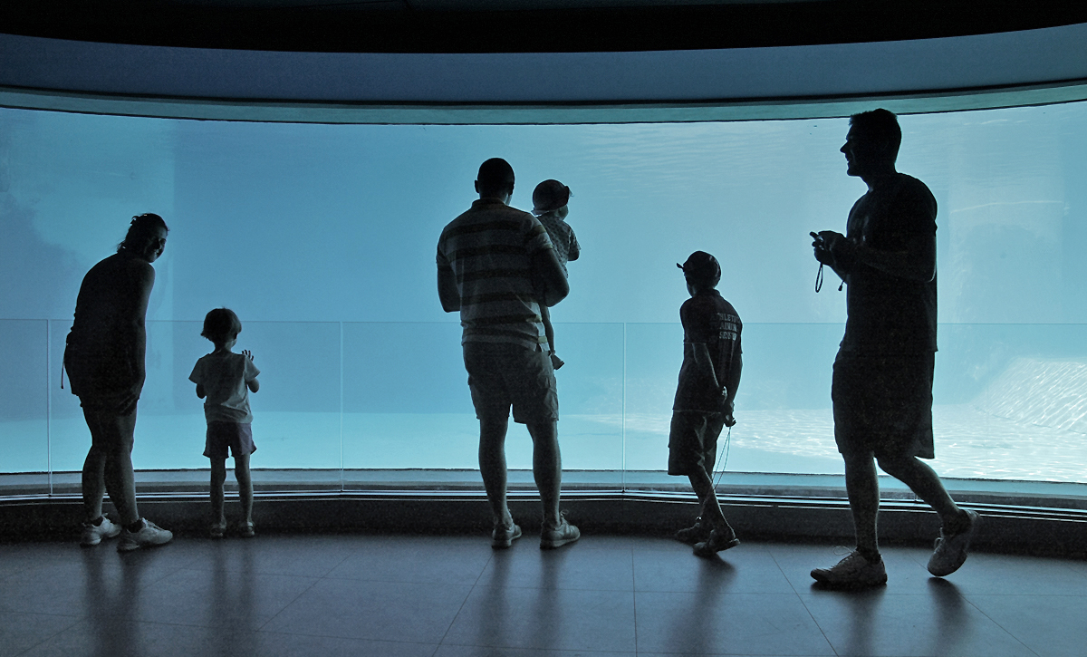 ...ma lo squalo dov'� andato?'!!