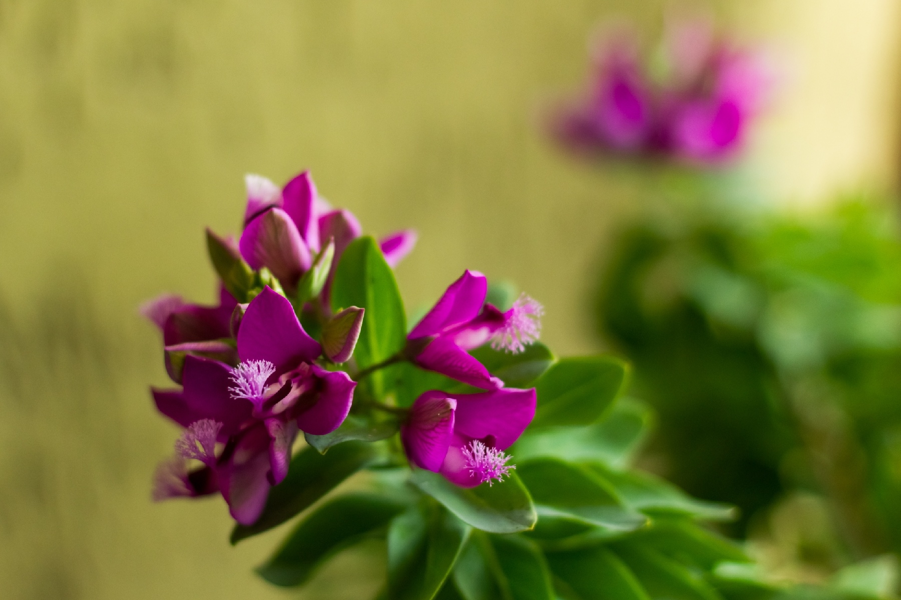POLYGALA MYRTIFOLIA