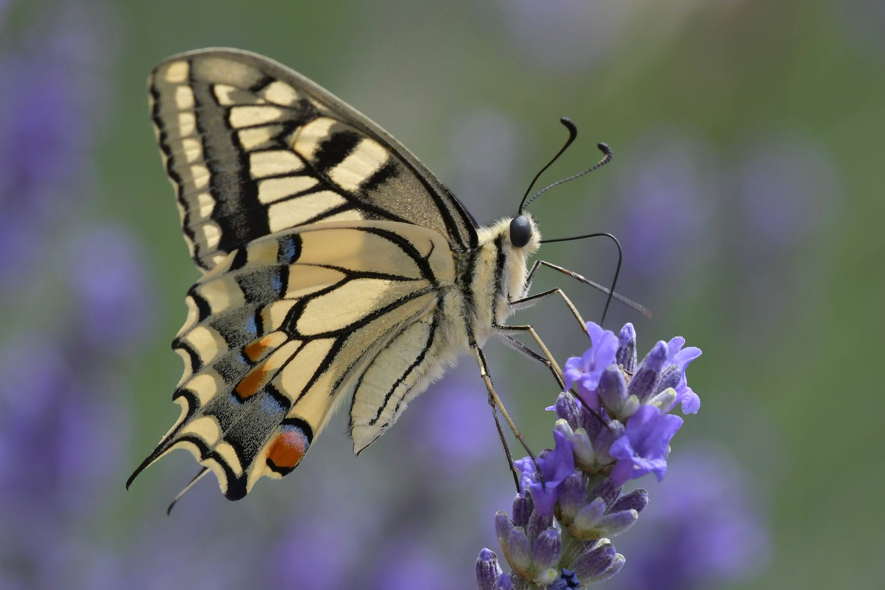 Macaone in alimentazione