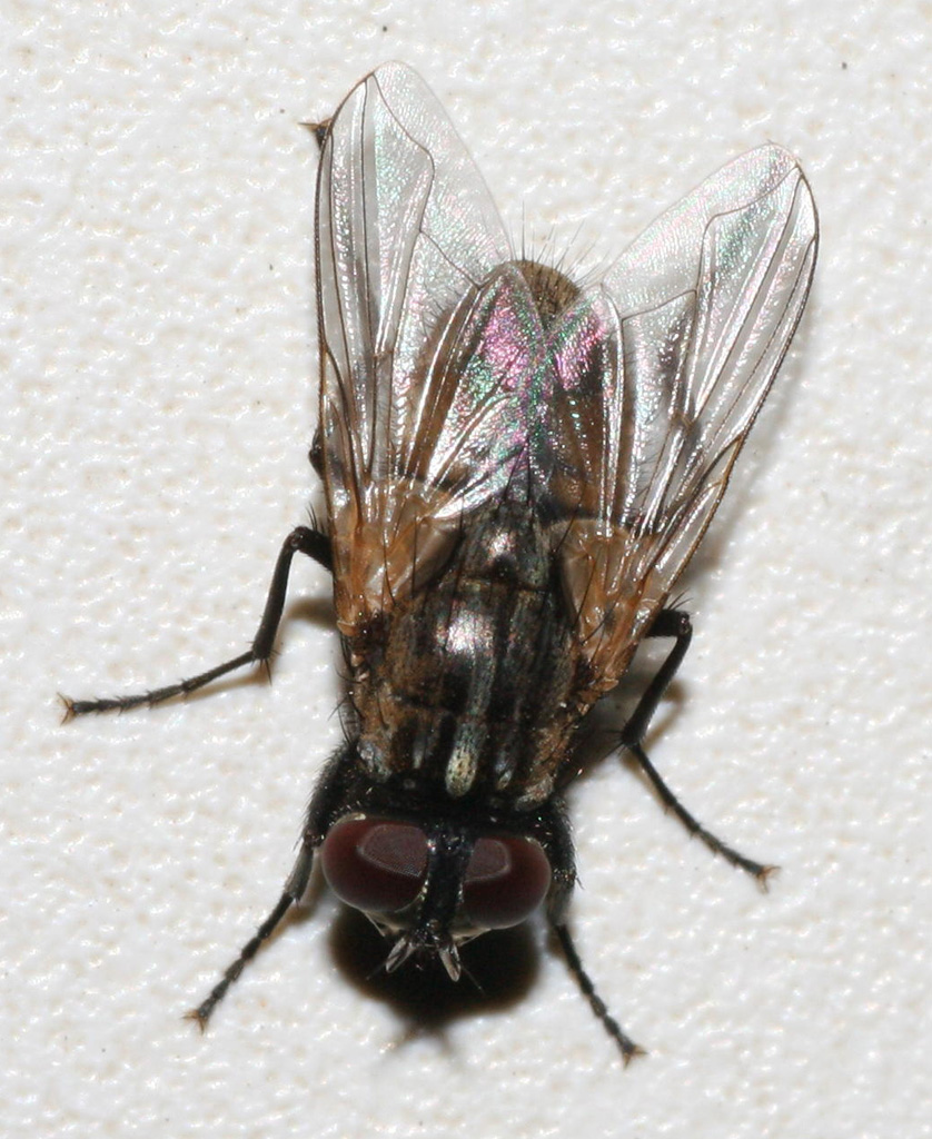 The fly