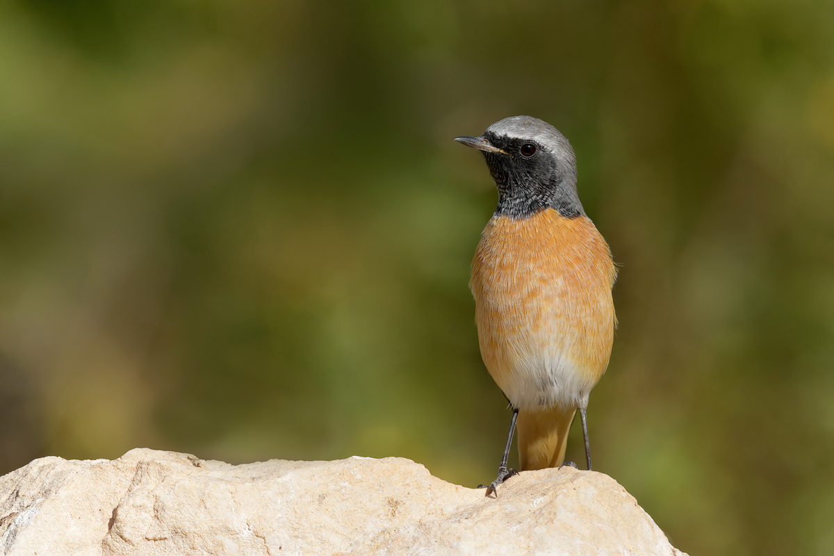 Codirosso (Phoenicurus phoenicurus)