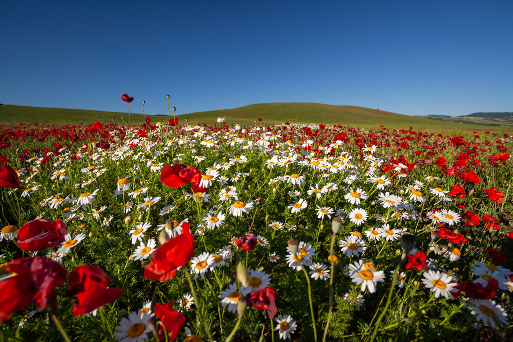 Margherite e Papaveri