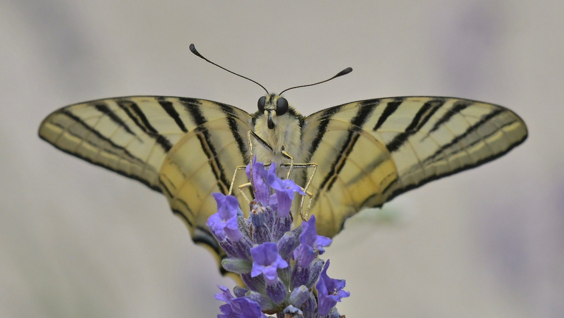 Sua Maest� il Podalirio