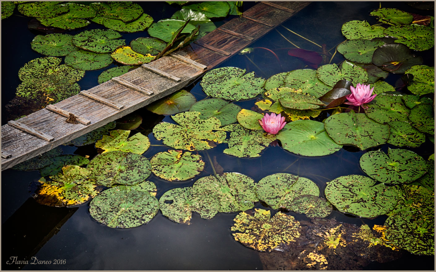 Le ninfee