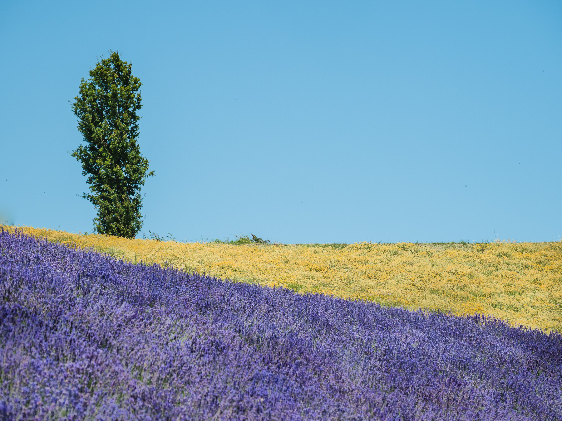 Colori a Sale San Giovanni