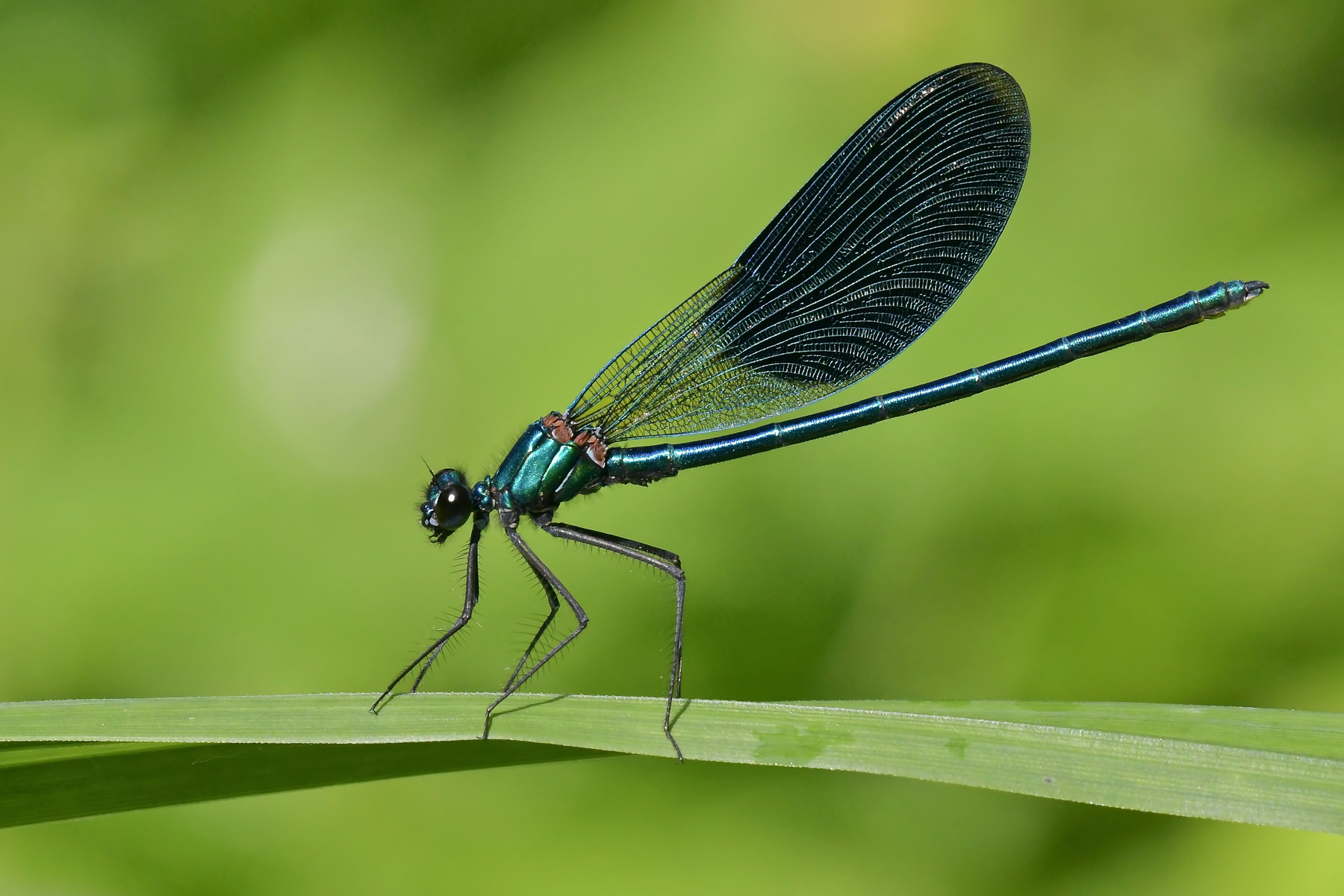 Caleopteryx splendens