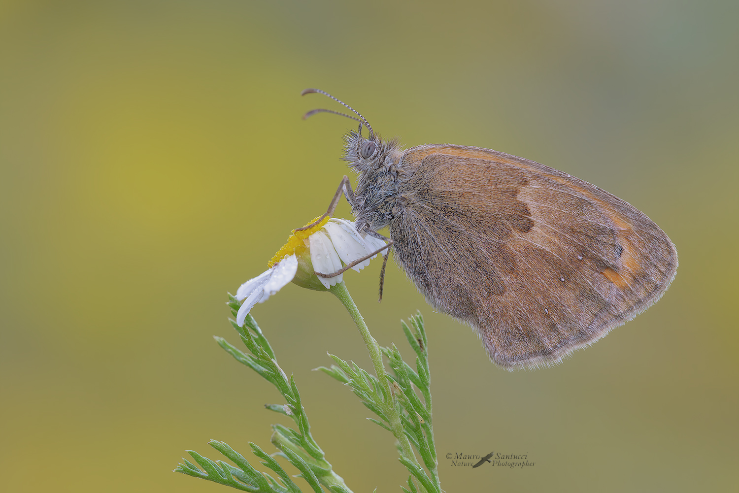 Coenonympha-pamphilus_DSC1830