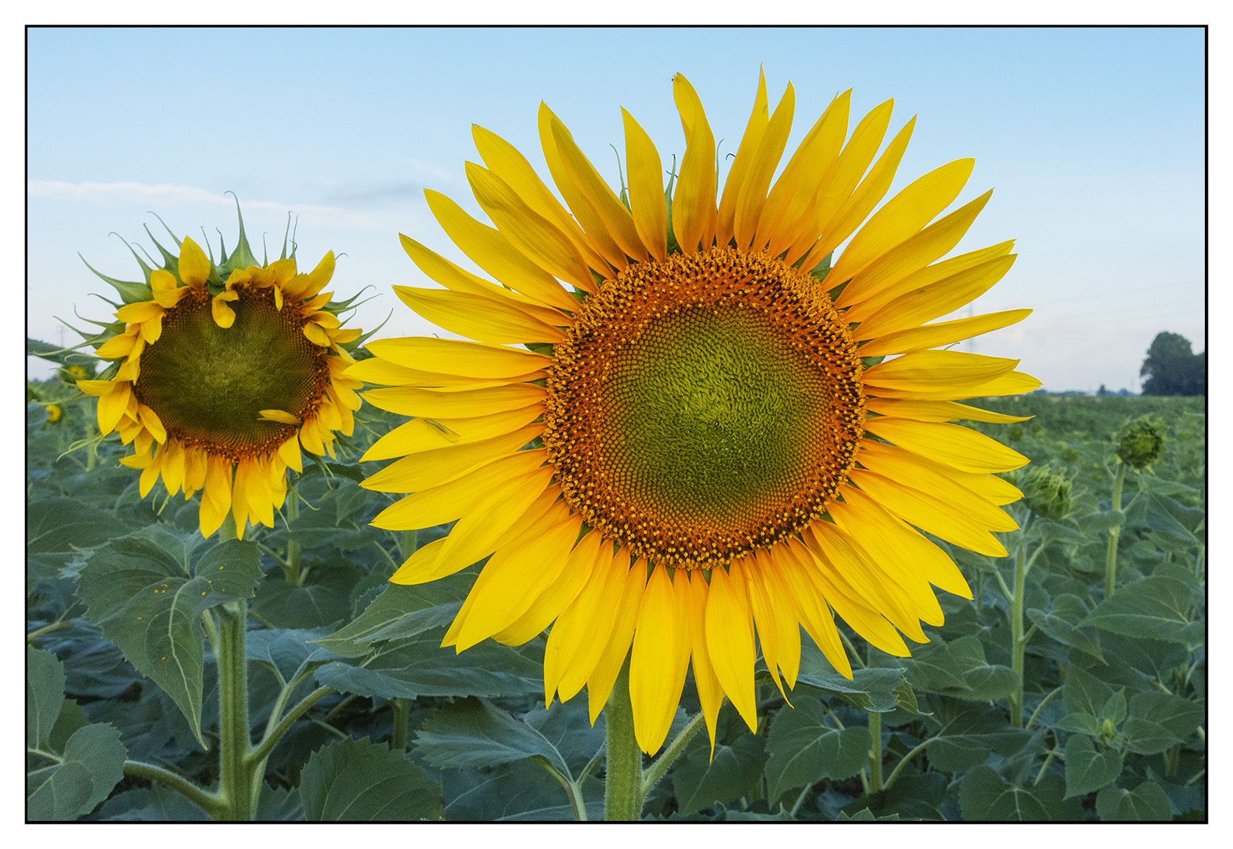 Come un raggio di sole..