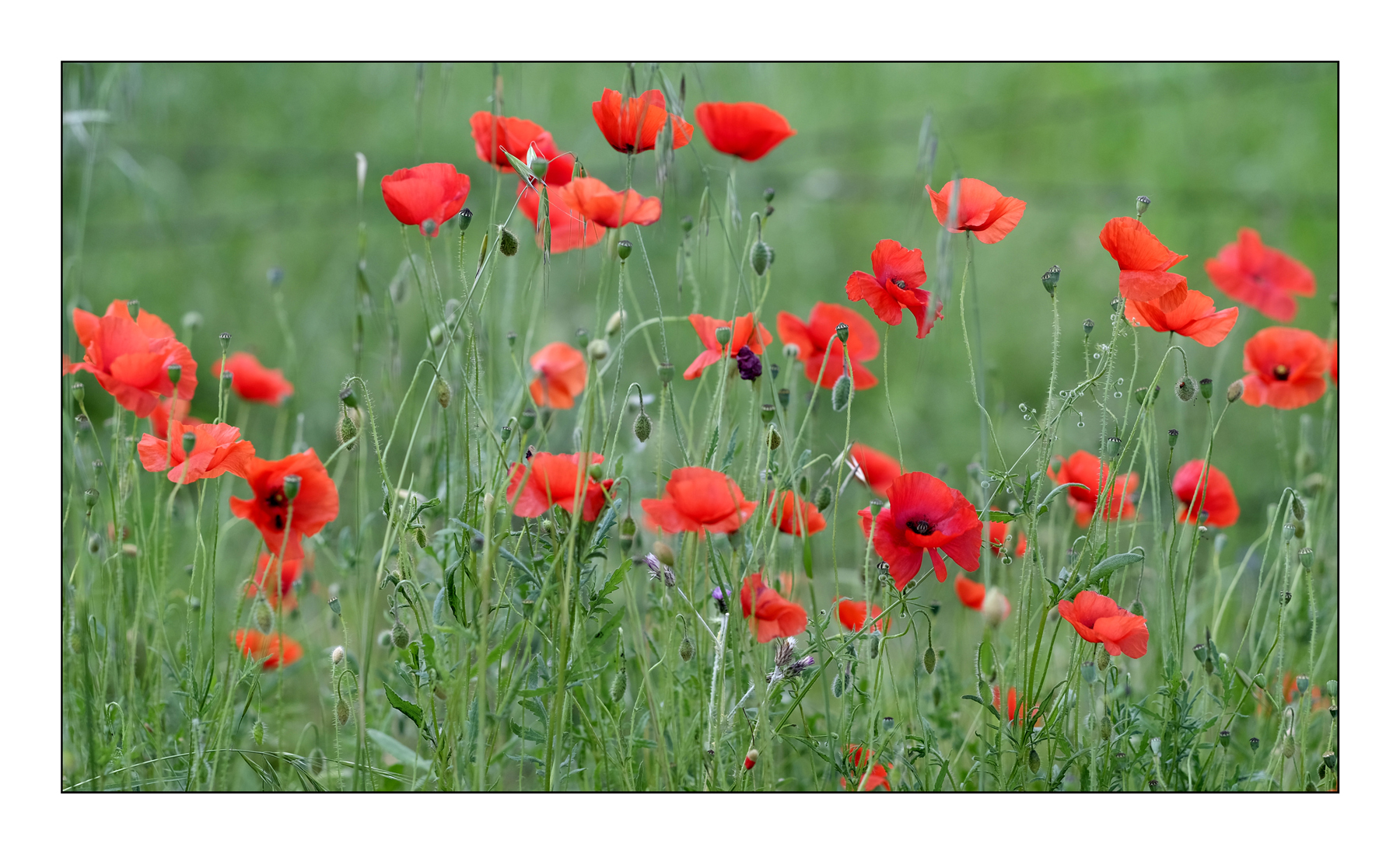 pa....pa.....veri...