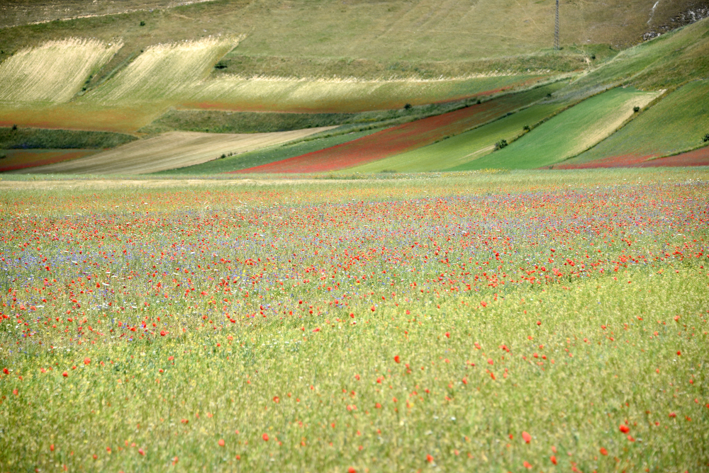 Castelluccio