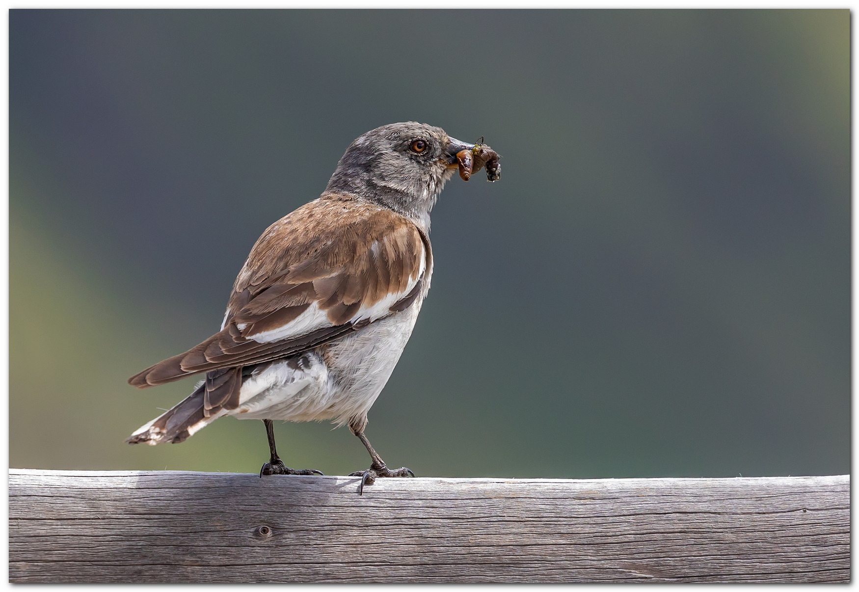Fringuello alpino con imbeccata.