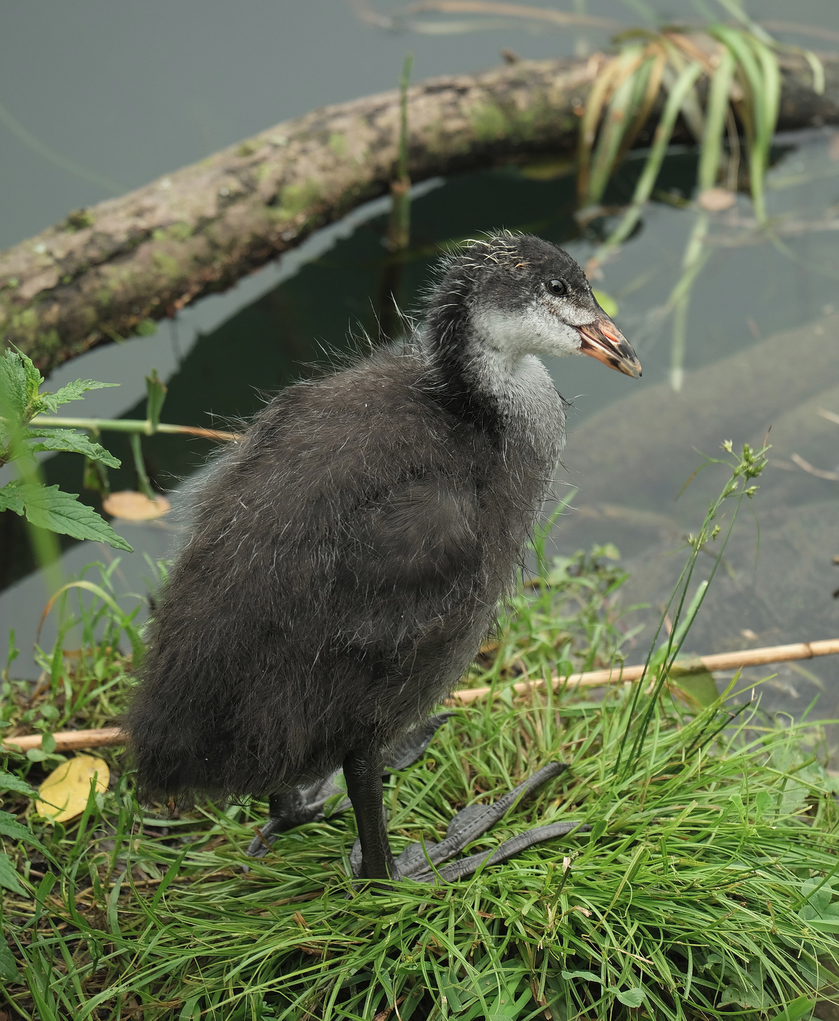 Alzaia del Ticino #12