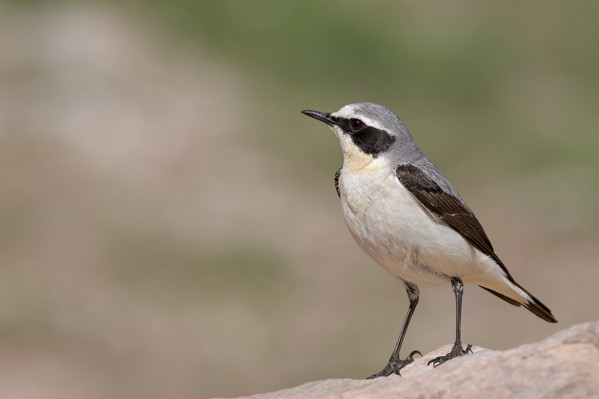 Culbianco (Oenanthe oenanthe)