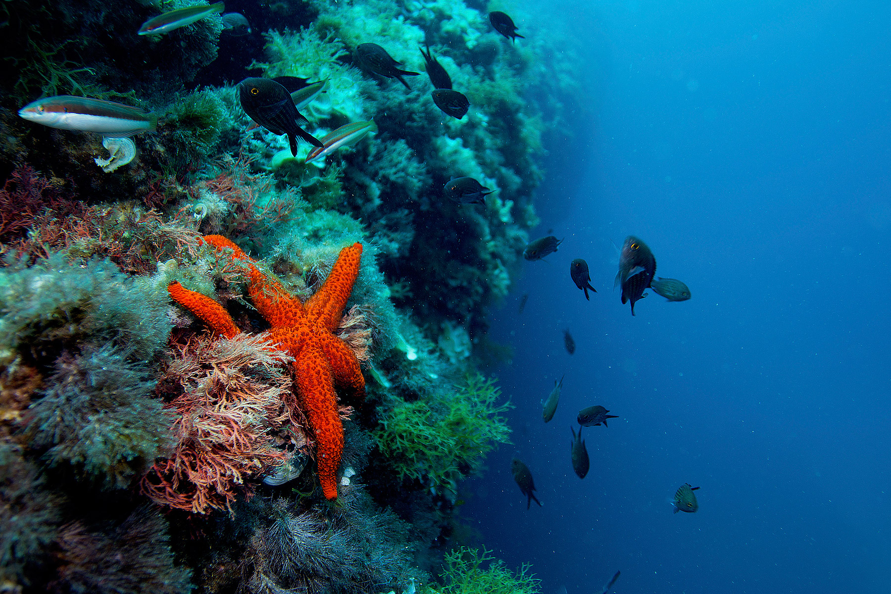 Stella diurna (Echinaster sepositus)