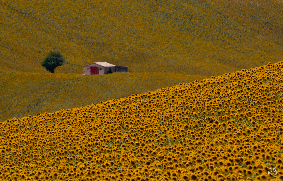Girasoli a Corridonia
