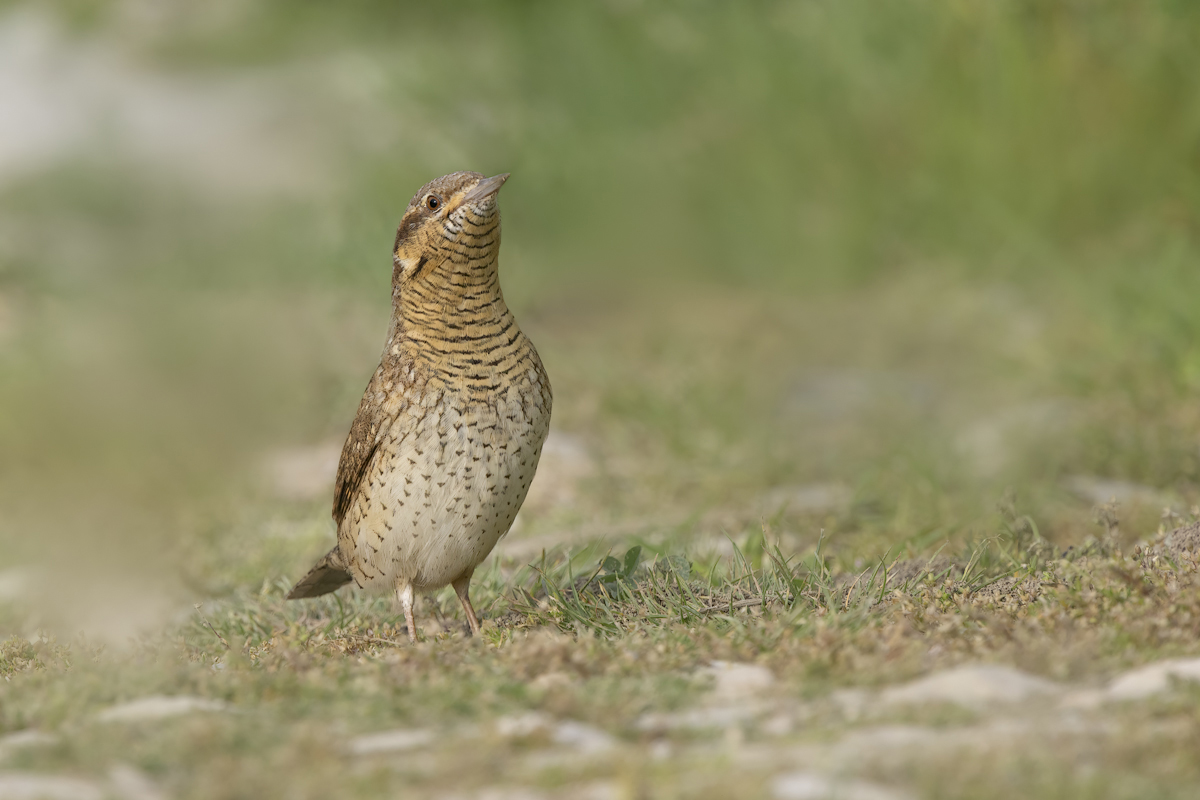 Torcicollo - (Jynx torquilla)
