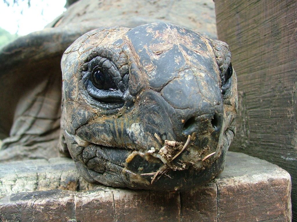 La prossima volta gli pulisco la bocca...