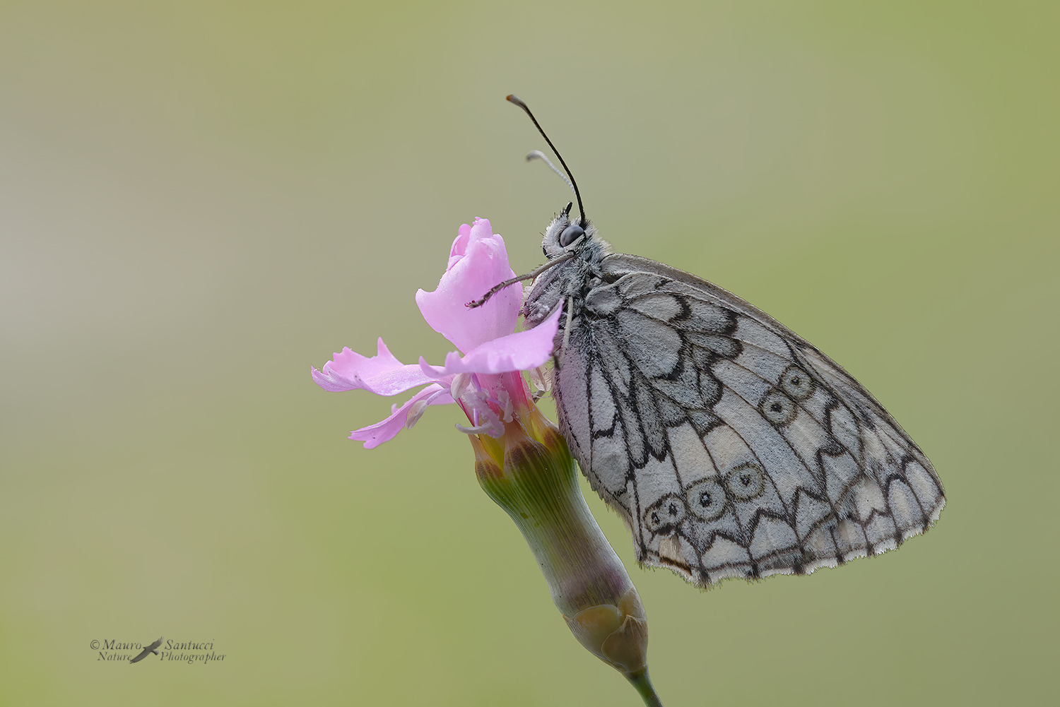 Melanargia-russiae_DSC1892