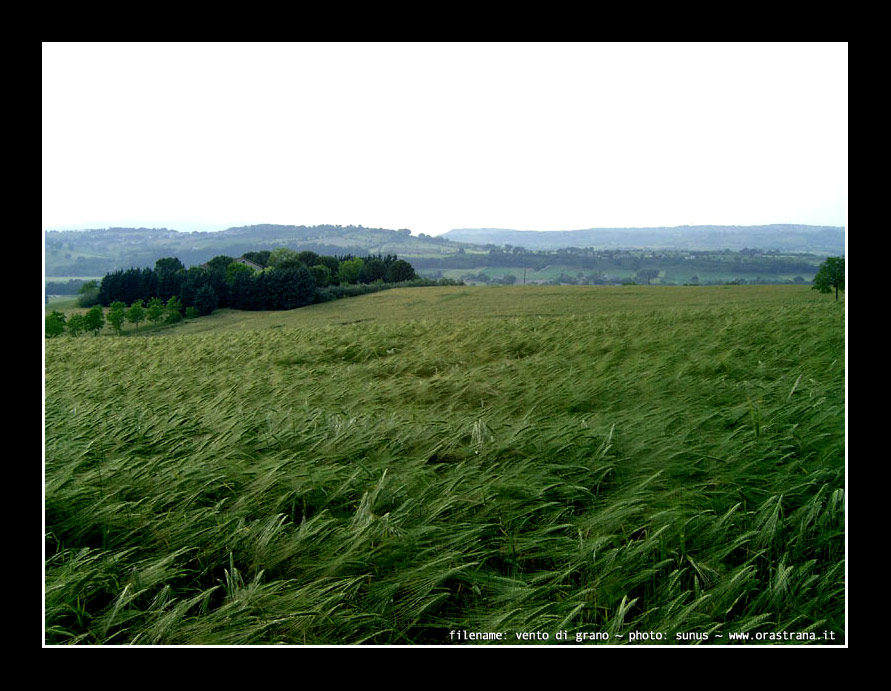 vento di grano