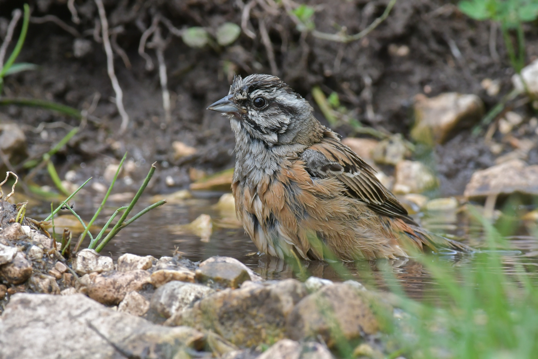 Zigolo muciatto al bagno...
