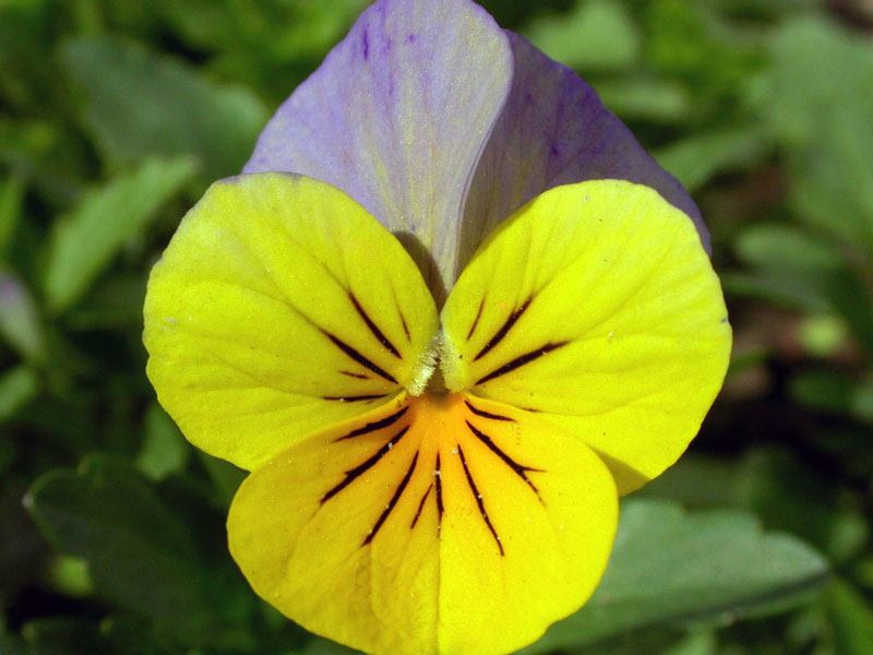 viola