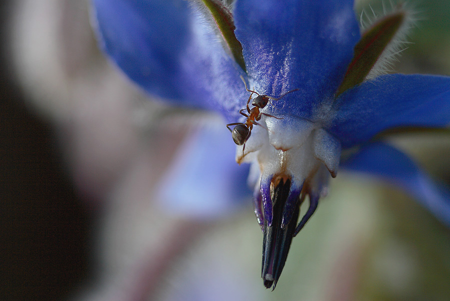 Una formica nel blu