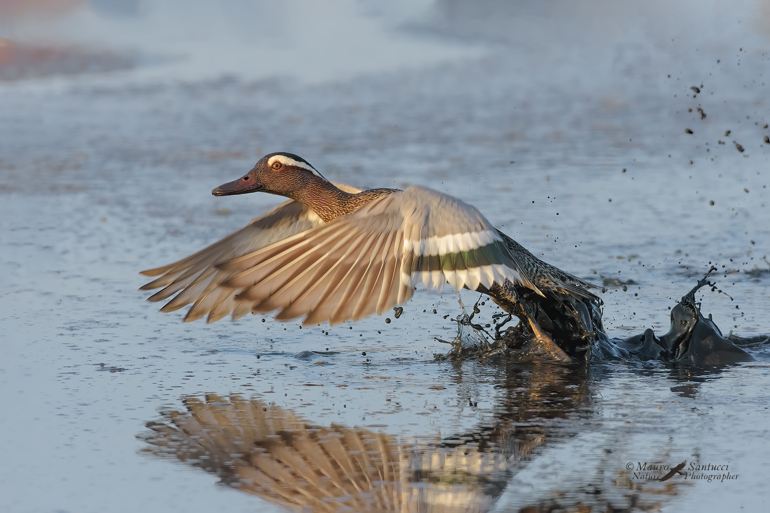 Marzaiola-allo-stacco_DSC4723