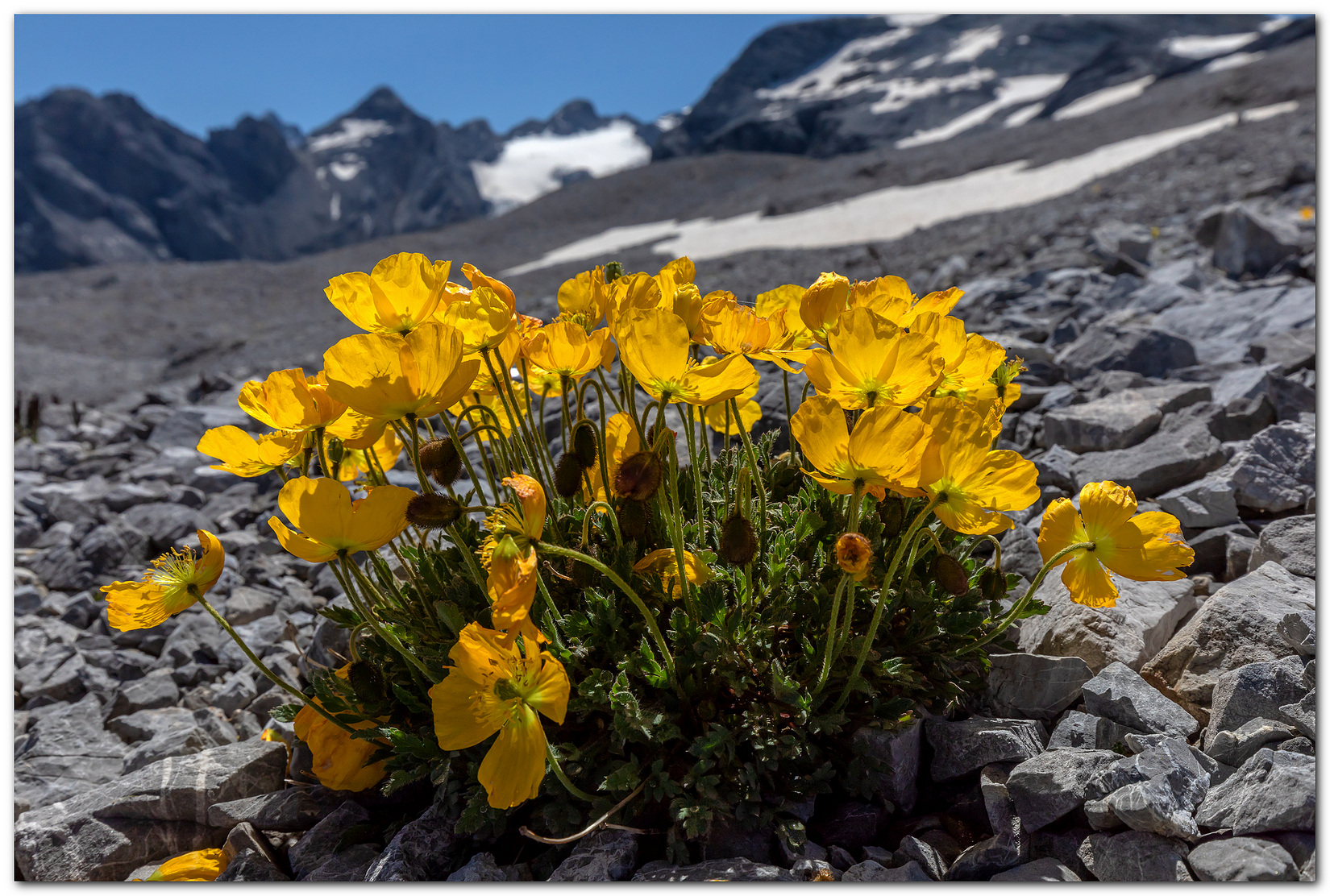 Papavero giallo alpino.
