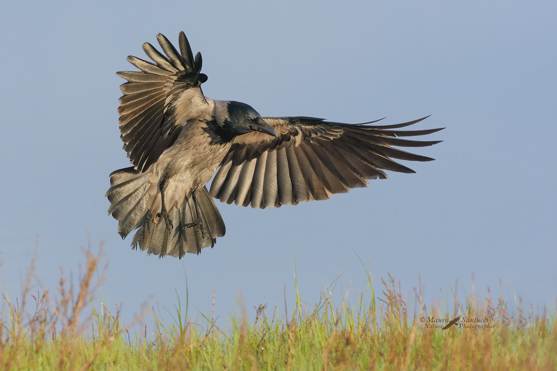 Cornacchia-grigia_DSC4015