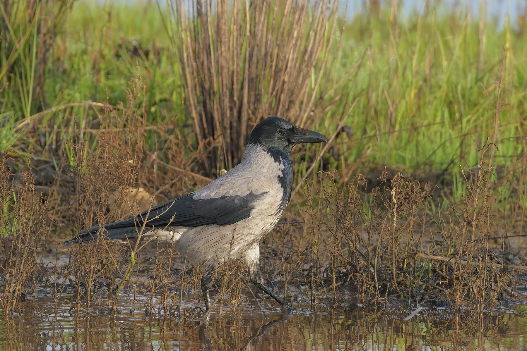 Cornacchia_Corvus-cornix_DSC4045