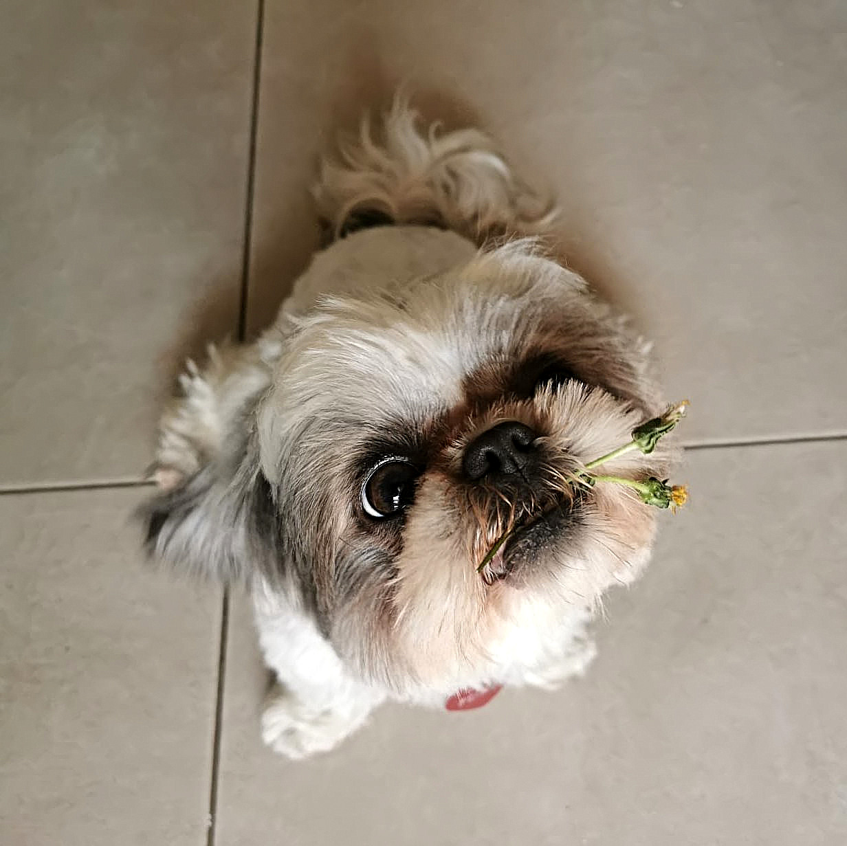 *** Omaggio floreale ***