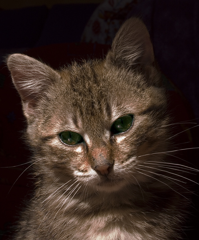 Pelliccia pensierosa...