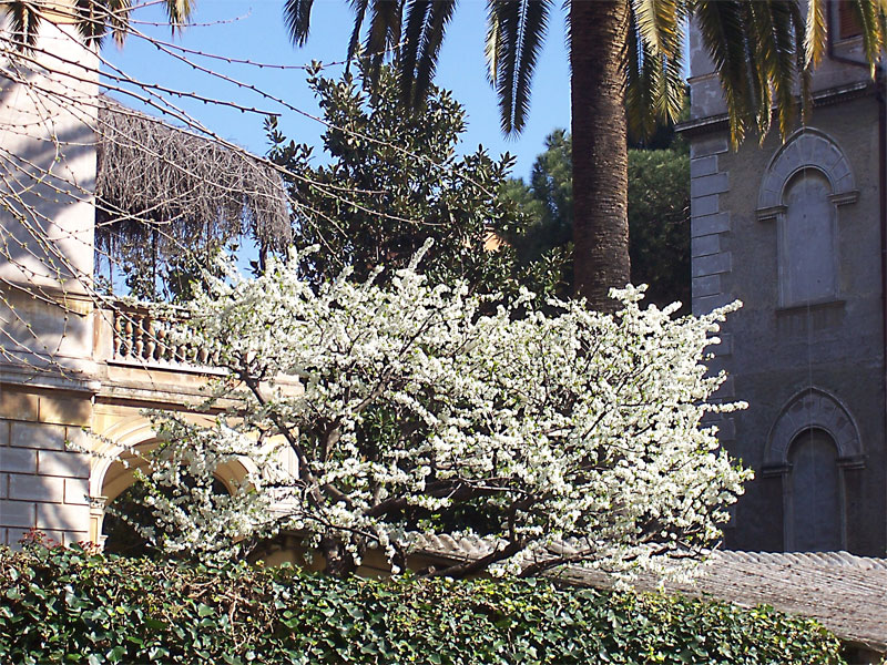 Primavera in citt�